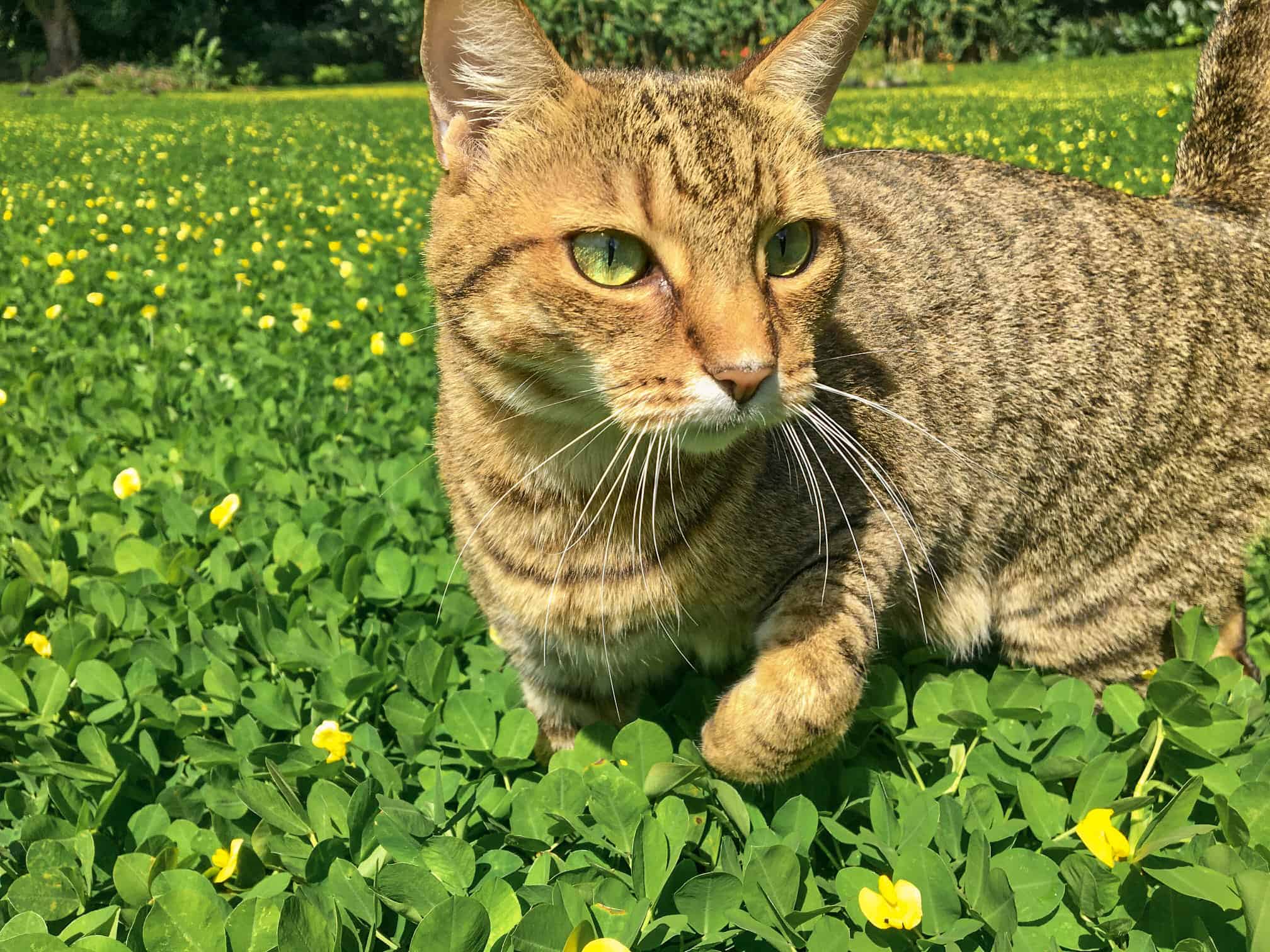 Cat frolicking in a field of perennial peanut.