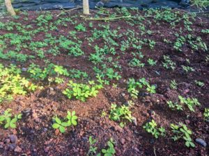 Perennial Peanut shown growing in red cinder, using the "trench method".