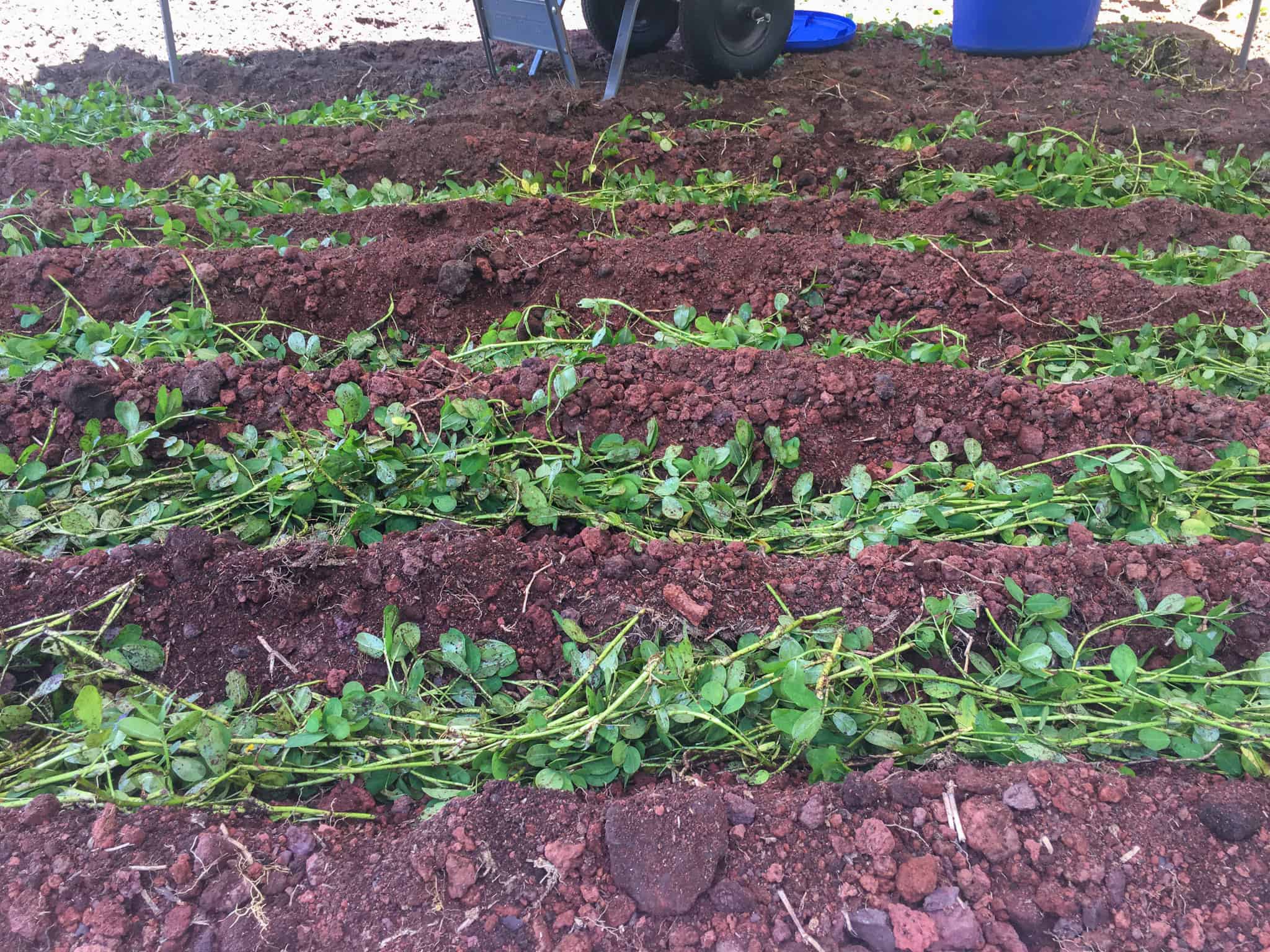 Perennial peanut legume stolons laid over red cinder in this trench method to plant peanut.