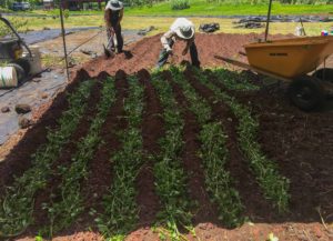 Peanut stolons laid in trench rows 4 inches apart atop red cinder.