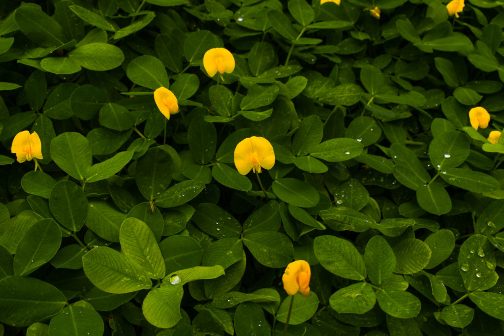 A close-up of bright yellow perennial peanut flowers.