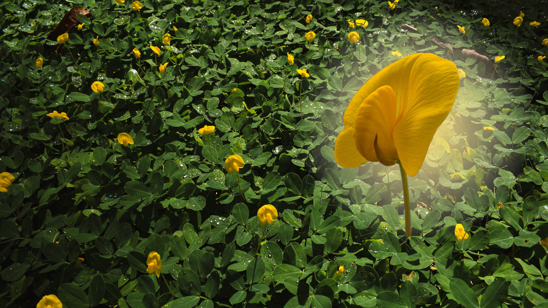 A close up of the beautiful yellow flower produced by arachis pintoi cultivation.