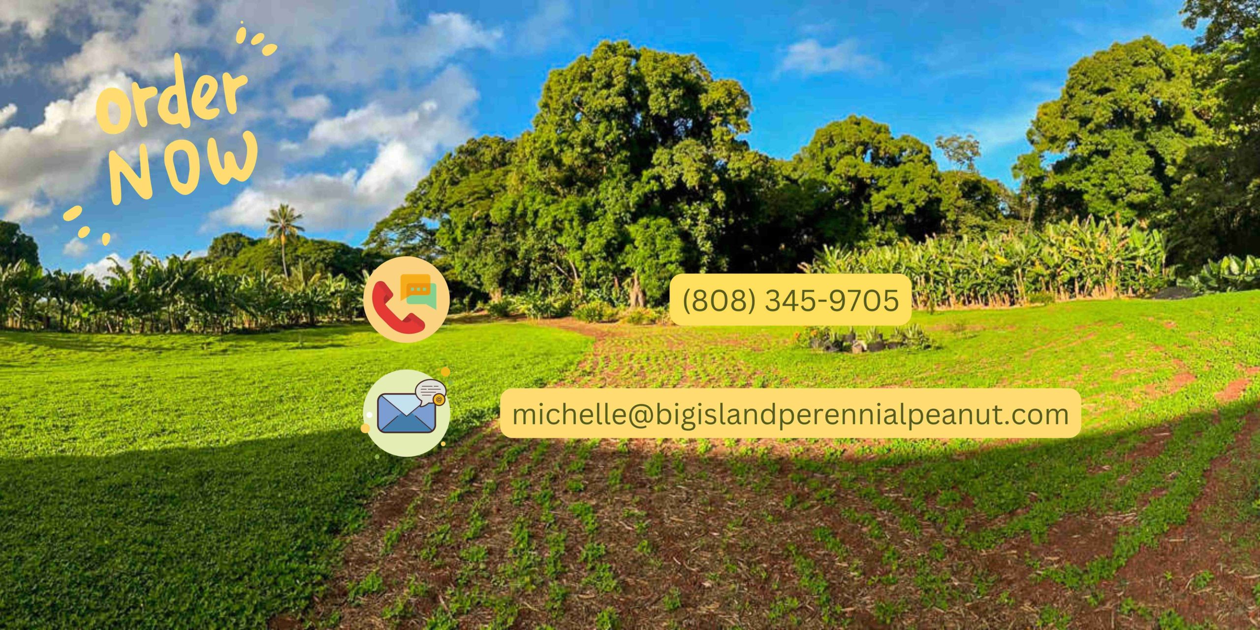 Perennial Peanut | Liberty Landscape Supply